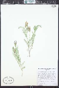 Astragalus agrestis image