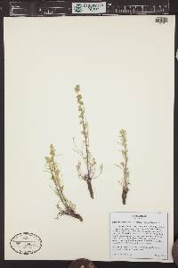 Artemisia borealis subsp. borealis image