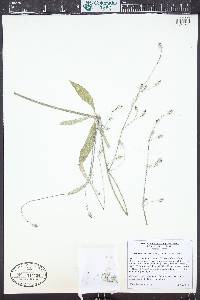 Froelichia gracilis image