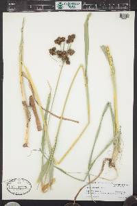 Scirpus pallidus image