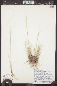 Hesperostipa comata image