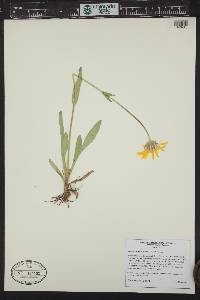 Arnica fulgens image