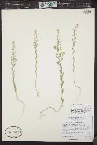 Alyssum simplex image