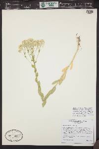 Lepidium draba image