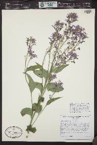 Hesperis matronalis image