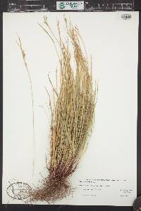 Carex rossii image