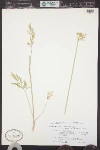 Pseudocymopterus montanus image