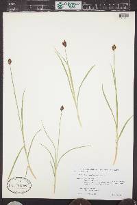 Carex haydeniana image