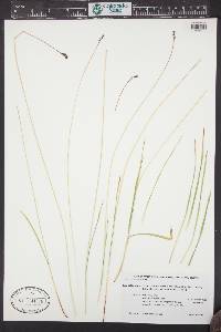 Carex norvegica image