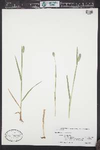 Phleum alpinum image