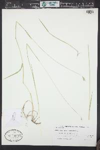 Hordeum brachyantherum image