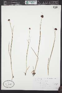 Juncus mertensianus image