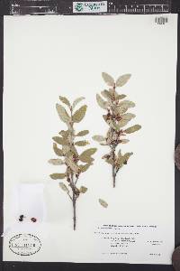 Shepherdia canadensis image