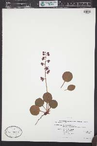 Pyrola asarifolia image