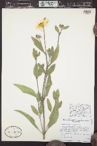 Helianthus pumilus image