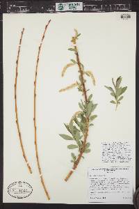 Salix alba image