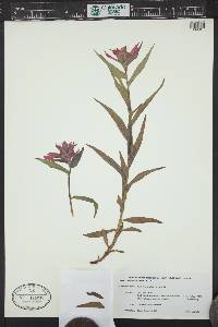 Castilleja rhexiifolia image
