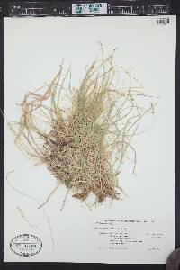 Carex disperma image