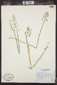 Thlaspi arvense image