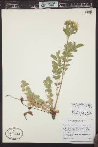 Drymocallis fissa image