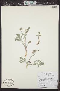 Lomatium orientale image