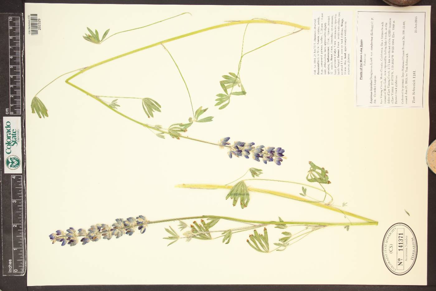 Lupinus lepidus var. confertus image