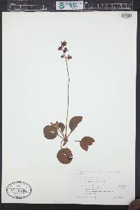 Pyrola asarifolia image