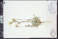 Anisocoma acaulis image