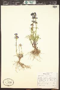 Penstemon cinicola image