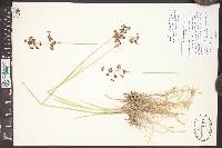 Juncus macrandrus image