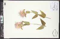 Monarda fistulosa var. menthifolia image