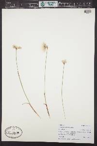 Eriophorum gracile image