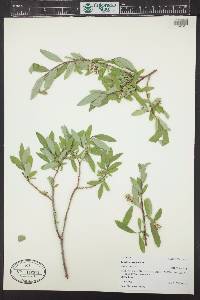 Salix brachycarpa image