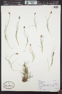 Carex leporinella image