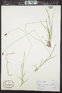 Carex stevenii image