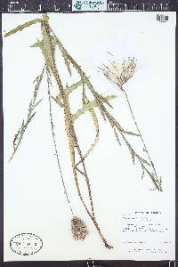 Cirsium lecontei image