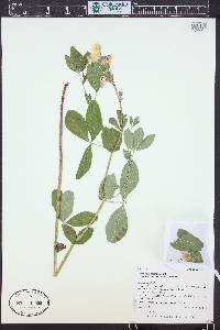 Thermopsis divaricarpa image
