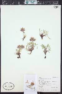 Trifolium dasyphyllum image