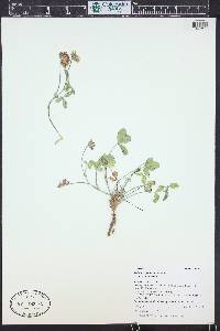 Trifolium gymnocarpon image