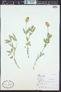 Trifolium longipes image