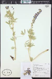 Lupinus caudatus subsp. caudatus image