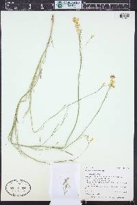 Sisymbrium linifolium image