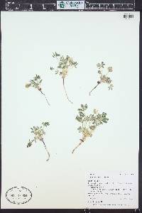 Lupinus brevicaulis image