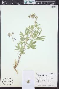 Lupinus ammophilus image