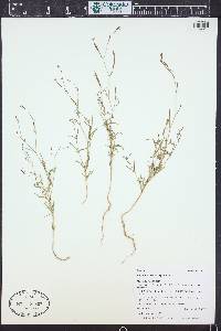 Epilobium brachycarpum image