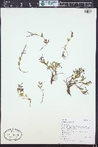 Epilobium clavatum image
