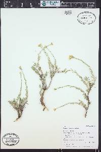 Chrysothamnus depressus image