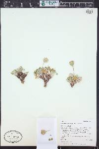 Chamaechaenactis scaposa image