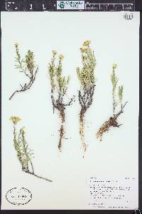 Chrysothamnus vaseyi image