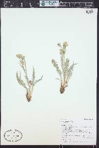 Crepis occidentalis image